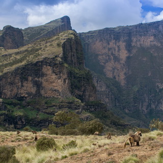 Simien Mountains - Ghenek - Gelada baboons